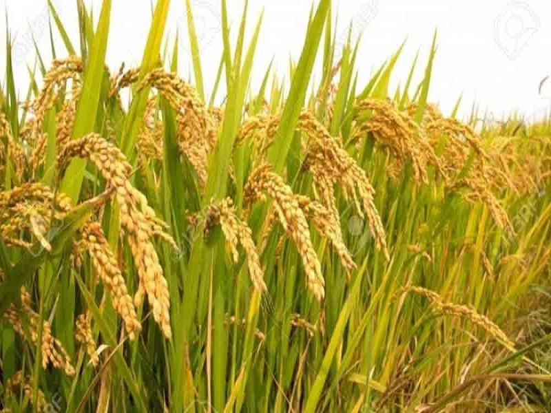 golden advance is new veriety of paddy crop that develope by icar