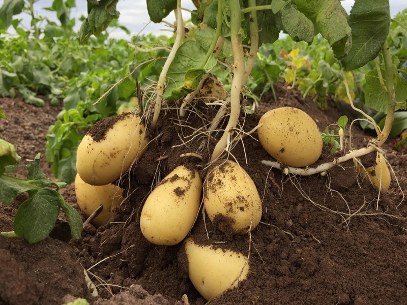 now you can identify disease on potato crops by one photograph to leaf