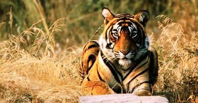 Compensation will be given by the forest department if wild animals attack pets