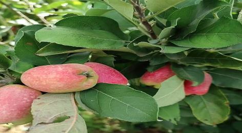 10 lakh income from half an acre of apple orchard