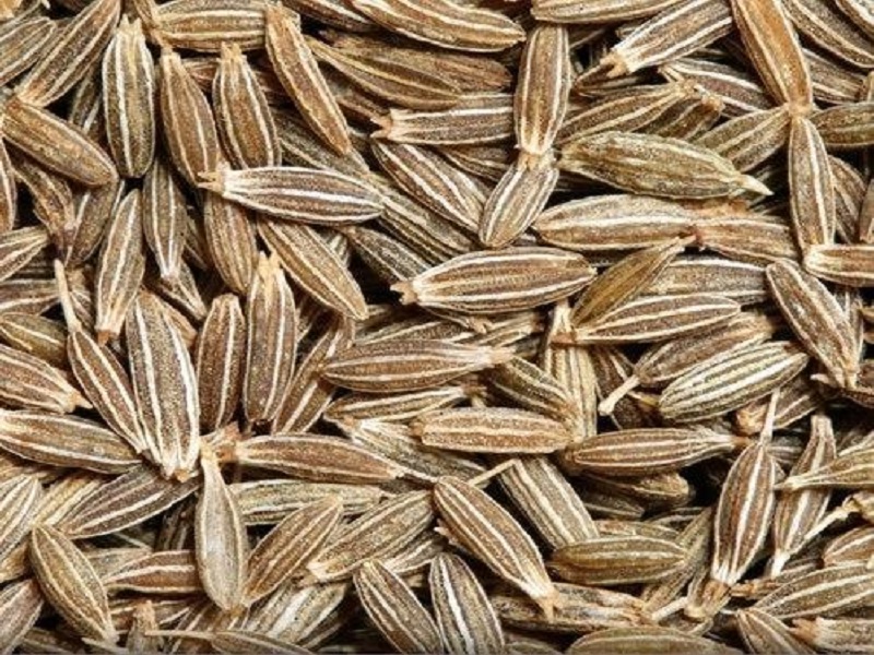 market rate highly growth to cumin seeds due to decrease production