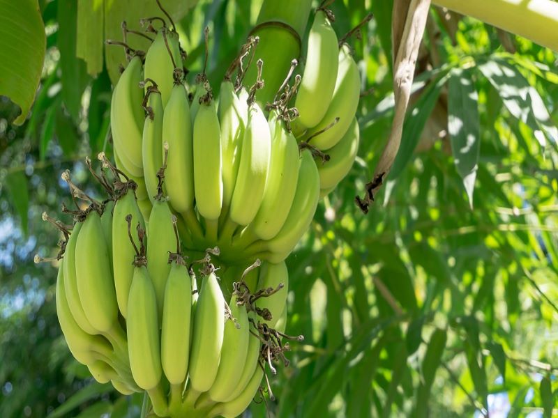 banana growers