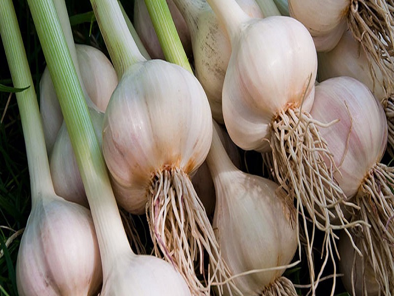 thise is cultivation method of garlic crop for more production of garlic