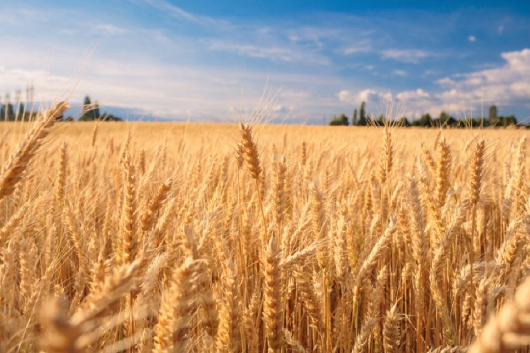 Big news: decline in government procurement of wheat; Possibility of shortage