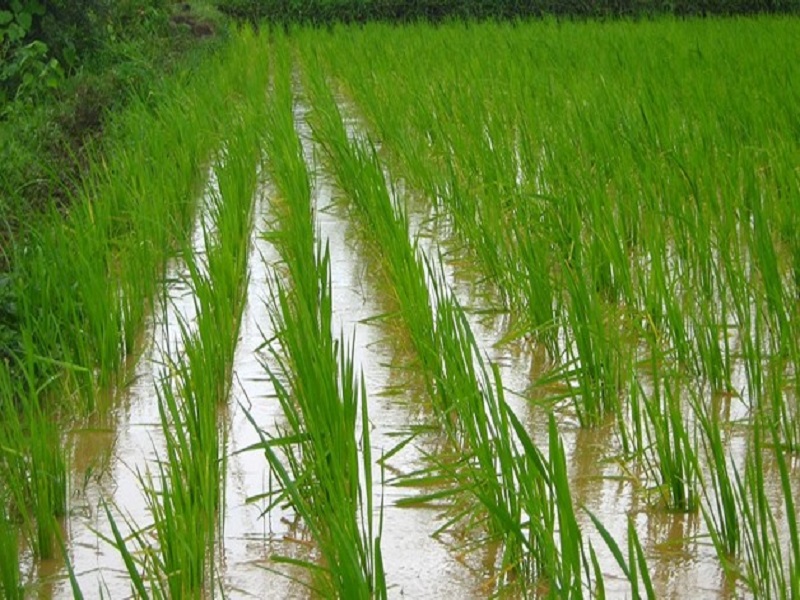 agriculture scientist develope the rice veriety that cultivate in salt water