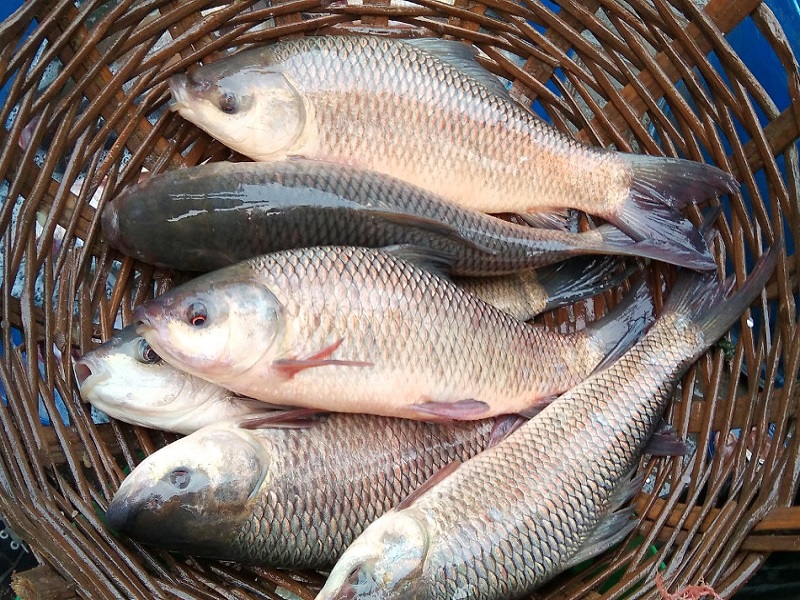 this is species of fish is give more advantage and profit in fishry to farmer