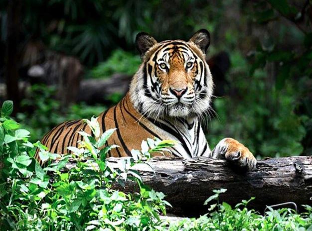 Went for a walk in the woods with his girlfriend, lost his life; Young man killed in tiger attack