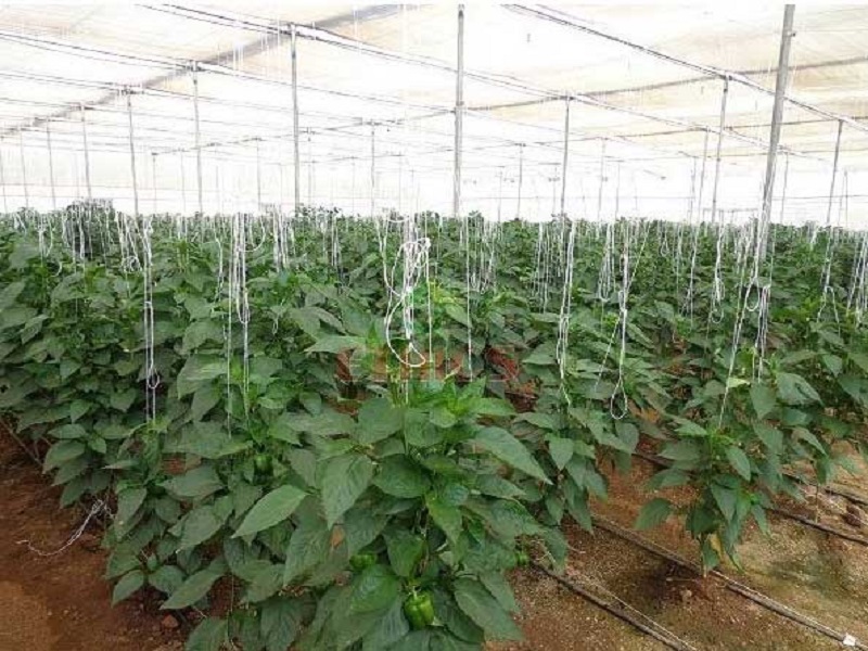 smart and perfect planning in polyhouse of chilli crop give more production and income