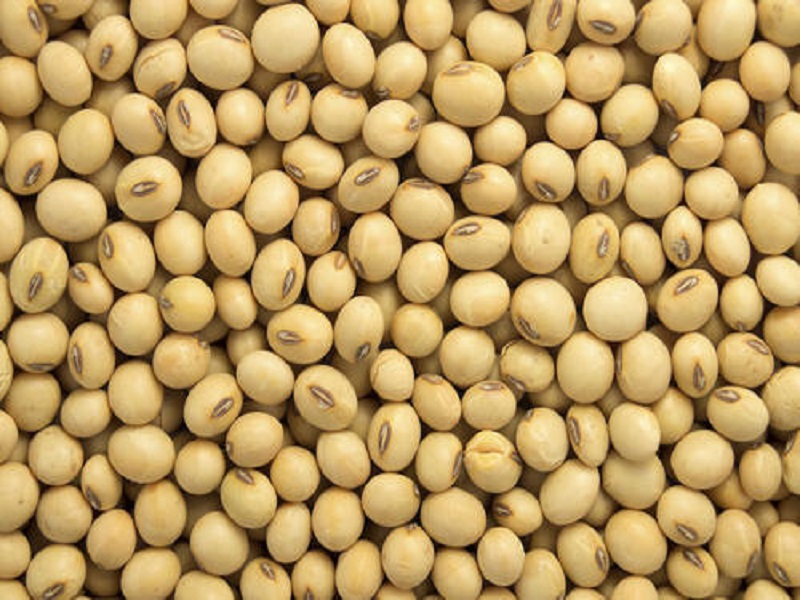 soyabean processing business give golden business opportunity to women
