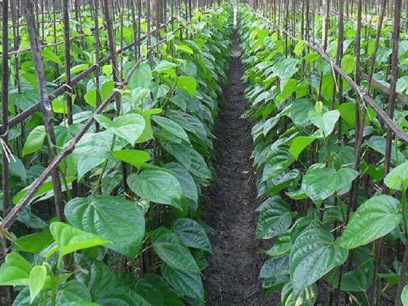 this four veriety of betel leaf crop is give more production and more income to farmer