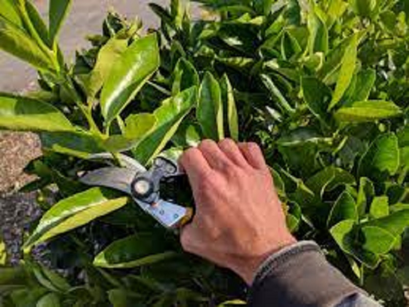 prunning technology of citrus fruit is so immportant for more production