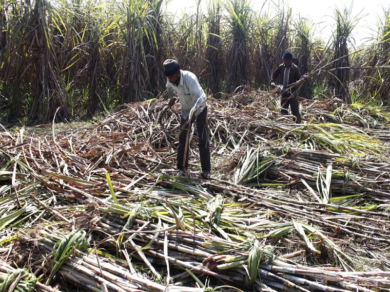 farmer killed rotavator sugarcane placing stone