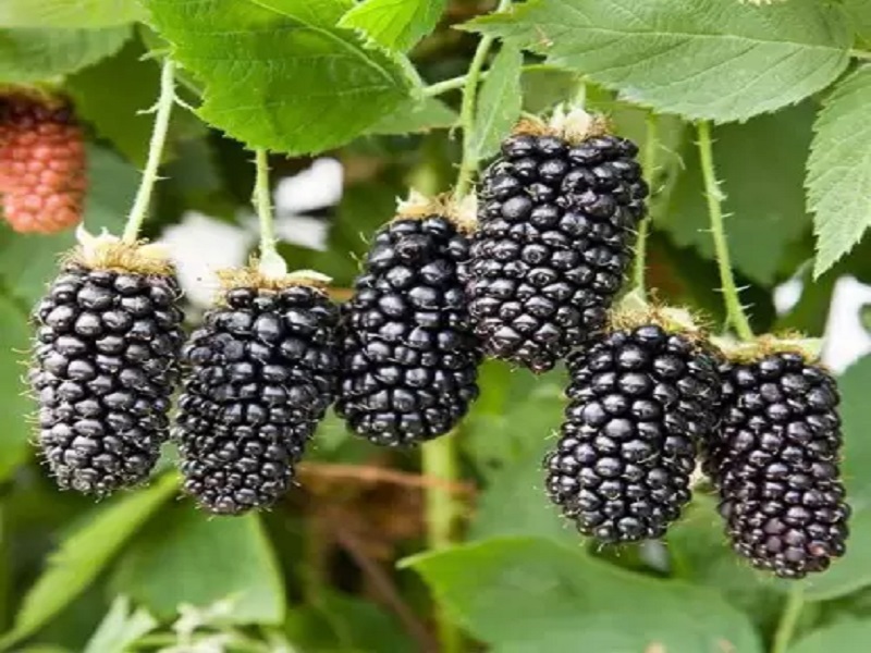 blackberry is important for health that give good benifit diabites