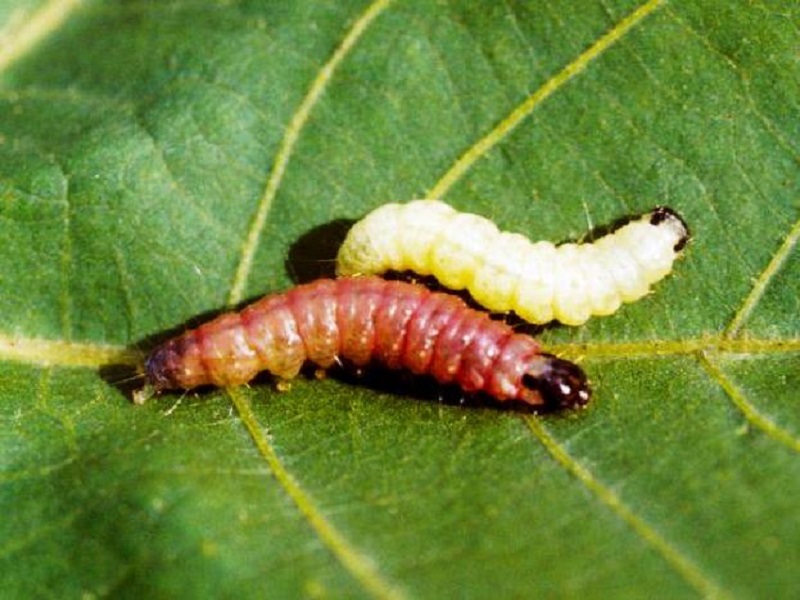 pink bollworm insect is the very dangerous insect on cotton crop