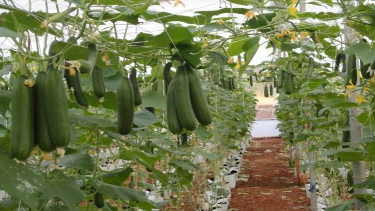 Cucumber Farming makes farmer millionaire