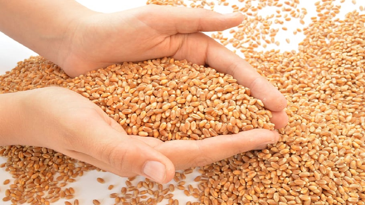 Wheat Exports Banned
