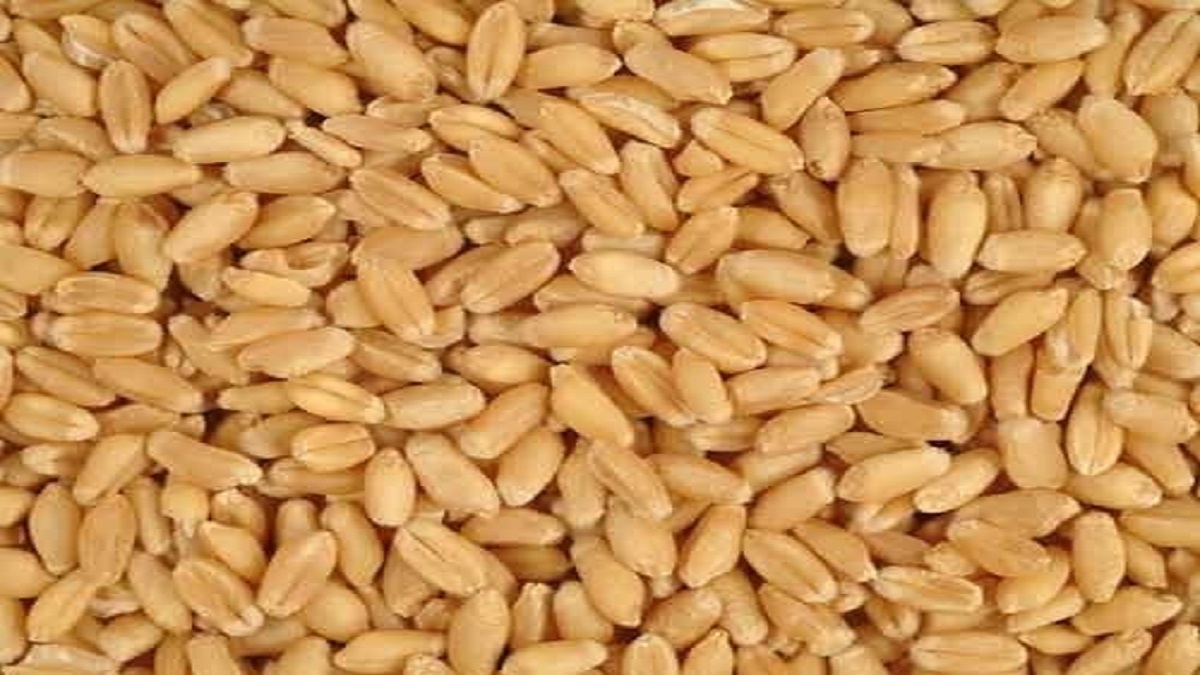 indian goverment ban on  export to wheat grain due to some important reason behind desion