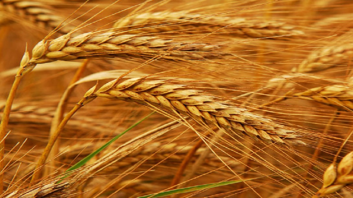 Central Government to ban the export of wheat