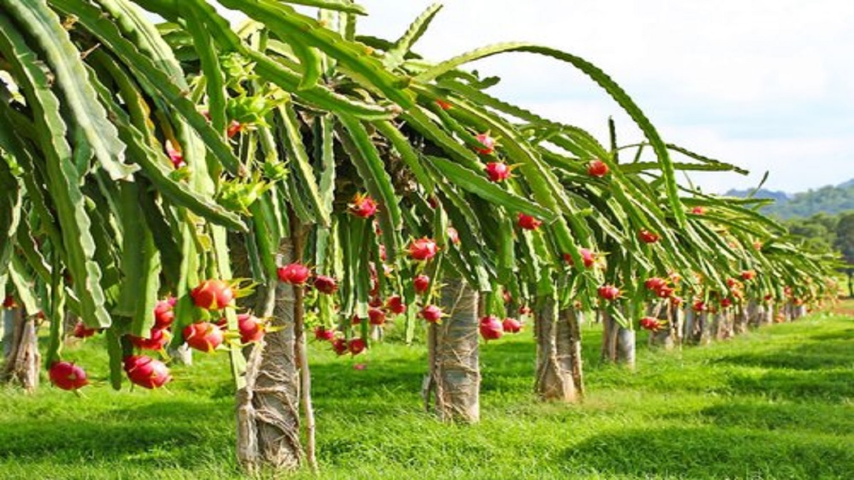 one time cultivation of dragon fruit can will give till 25 years production and income