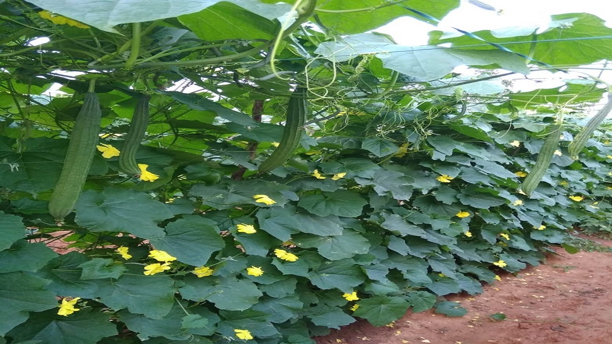 angled loofa(dodka) cultivation is give more profit to farmer and more production