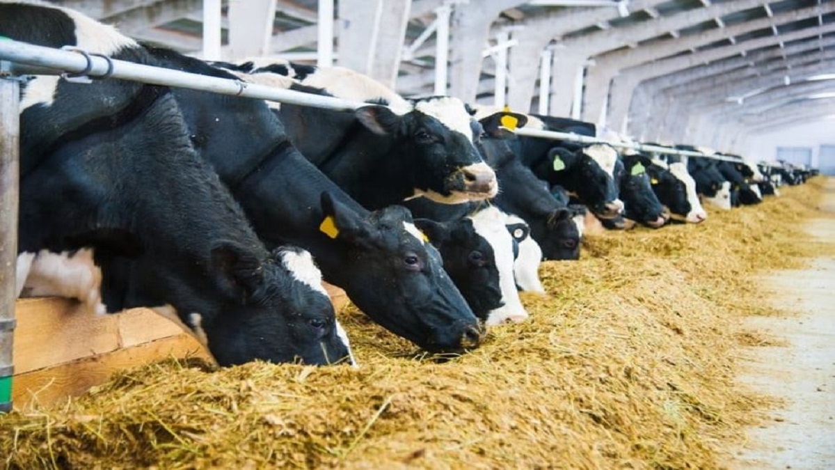Dairy farm rules are beneficial for dairy business