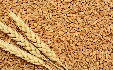 Wheat price increased