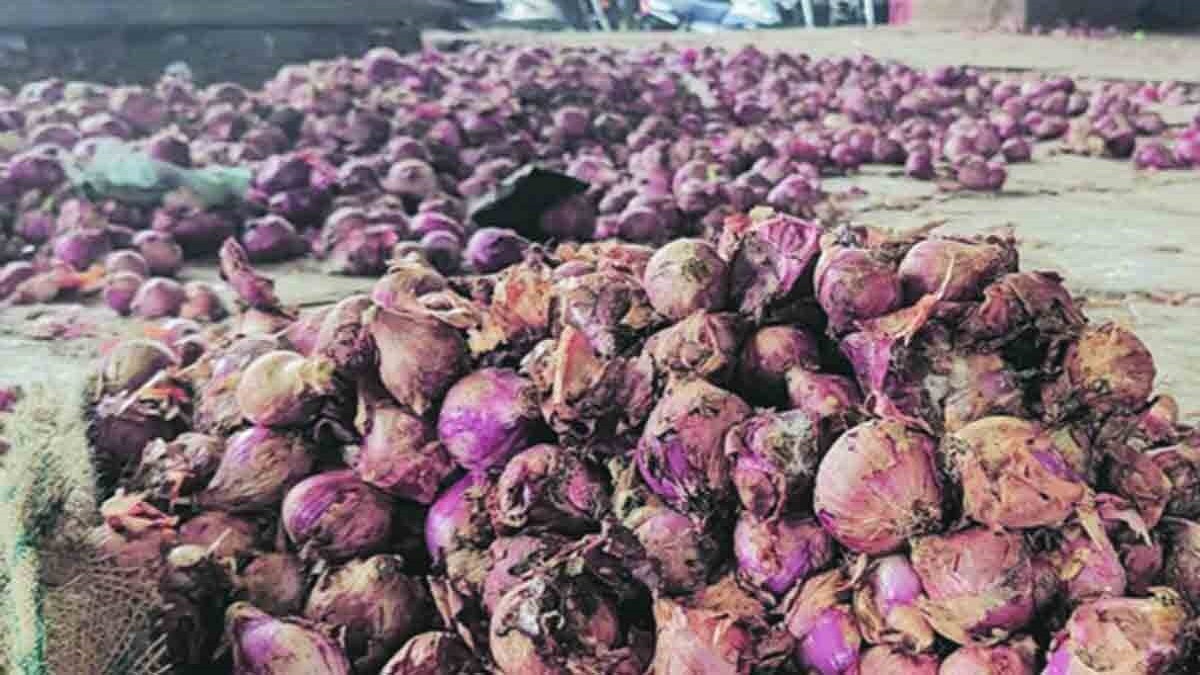 Early rains on the roots of farmers onion growers farmar