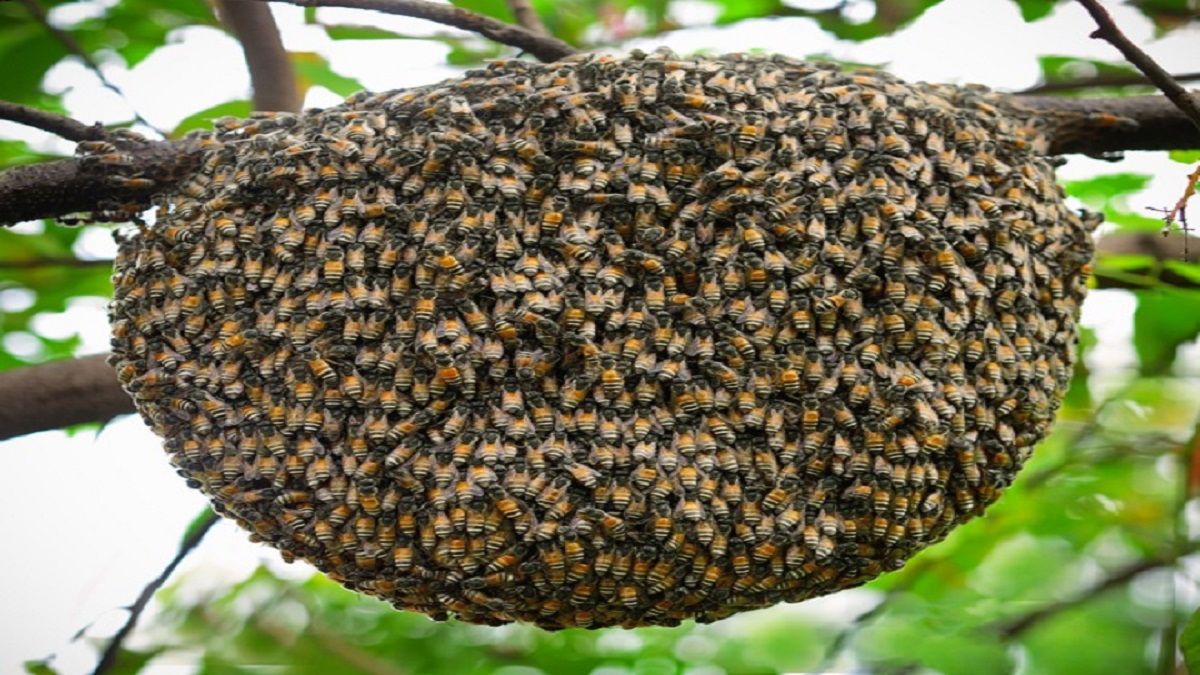 वाचा मध तयार होतो तरी कसा?