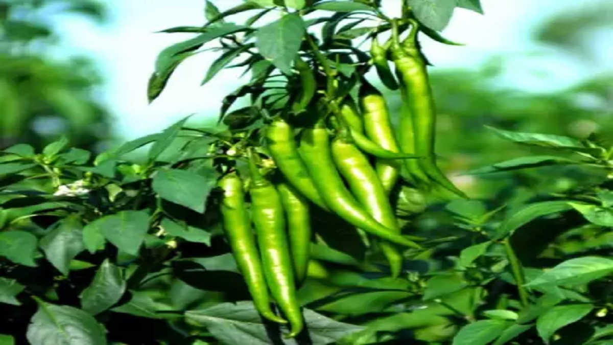 this is important chilli variety for cultivation