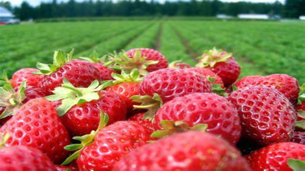 farming business idea; start strawberry farming and earn millions