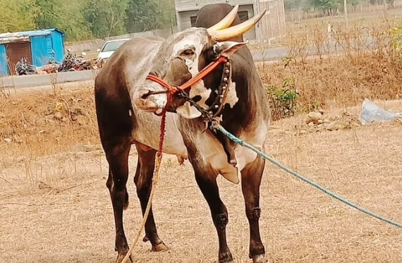 I don't want to make noise of farmers, I bought a bull worth Rs 17 lack