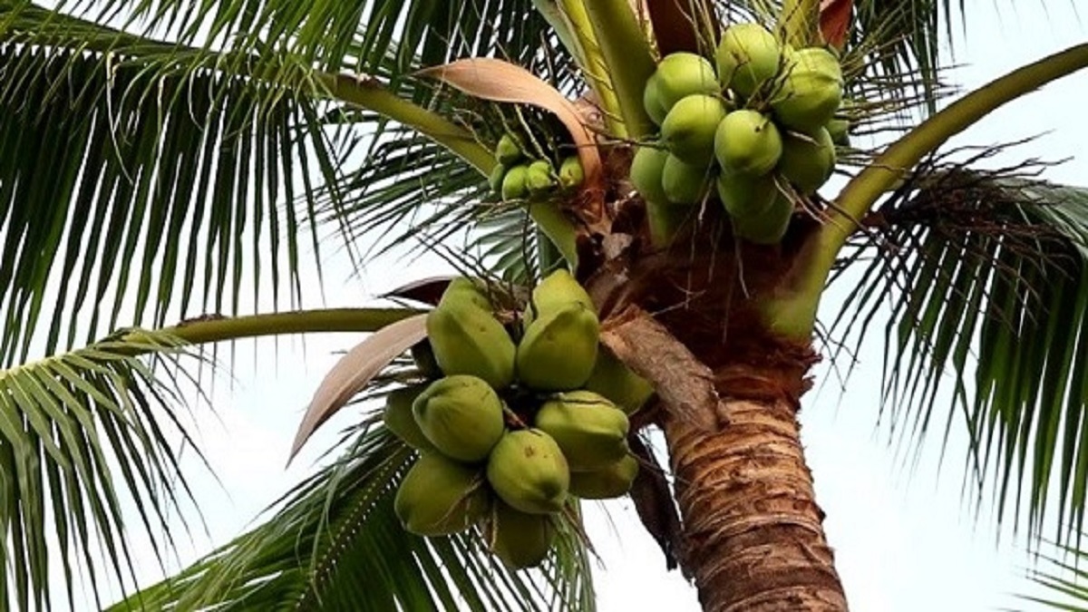 Coconut farming farmar