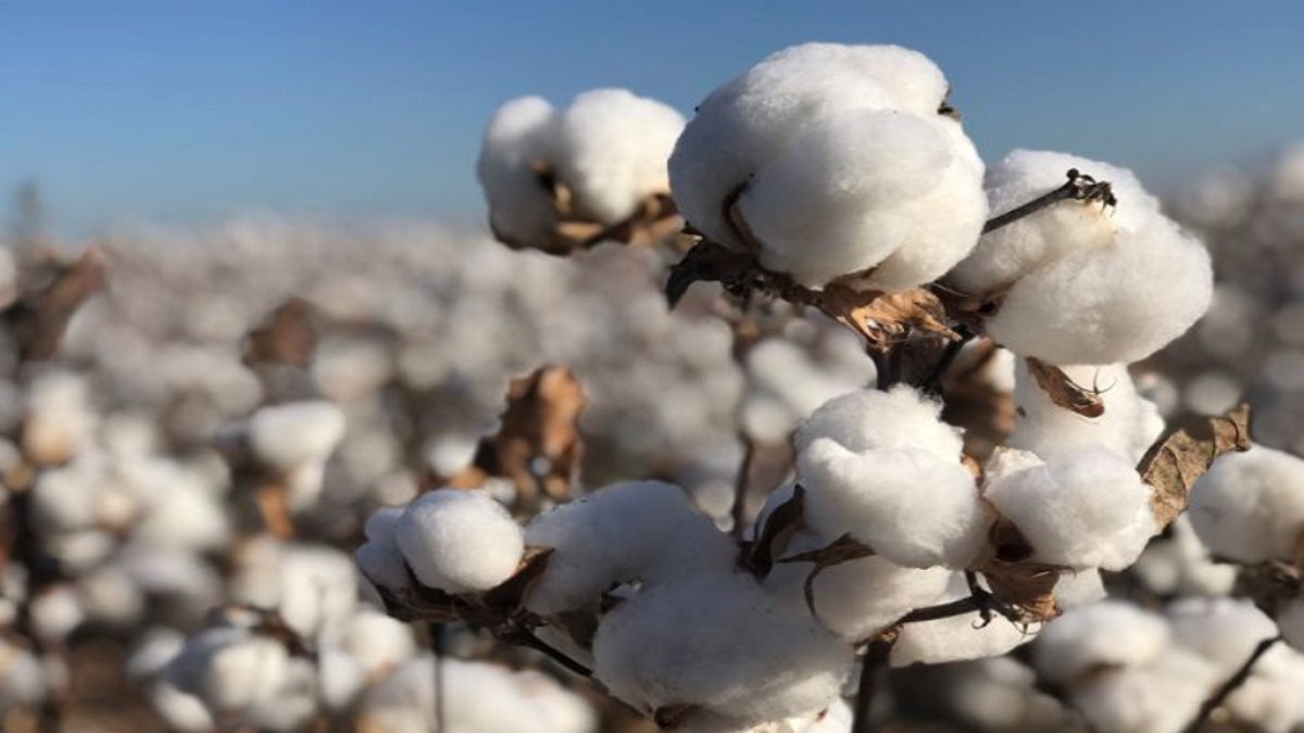 maharashtra fertilizer pestisides dealer association demand about cotton seeds
