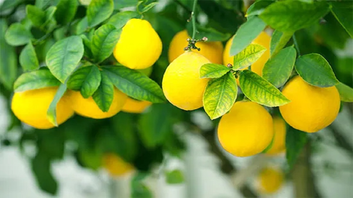 fertilizer management is important for more production of lemon orchred