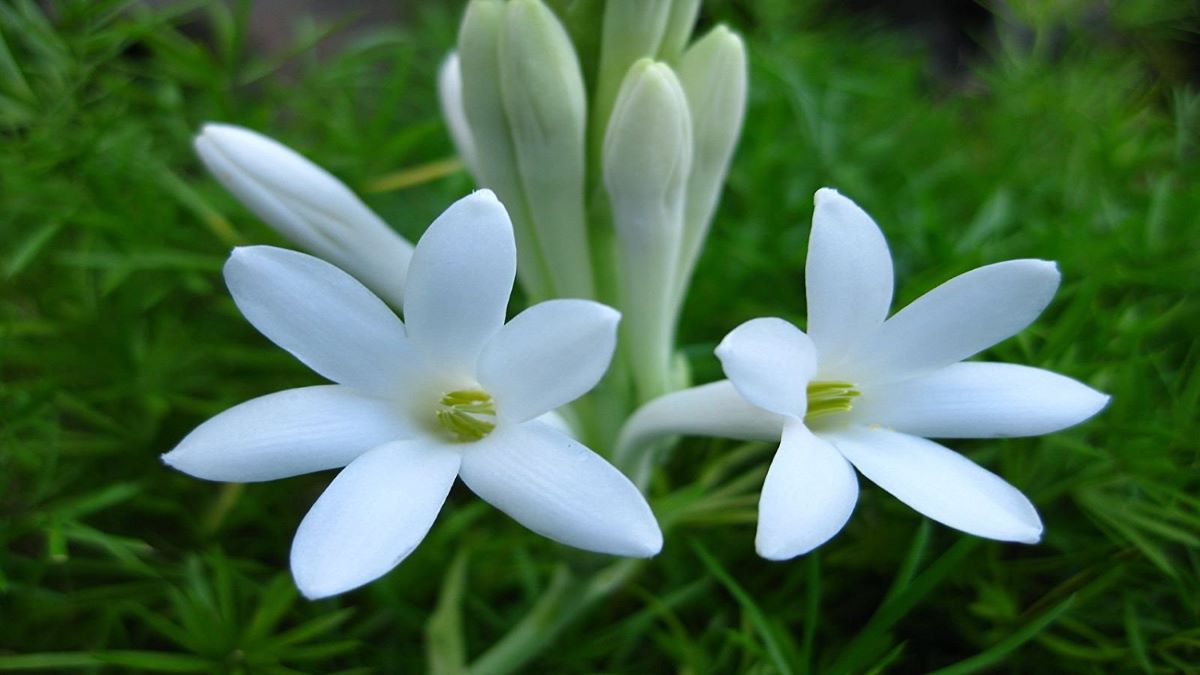 rajanigandha flower