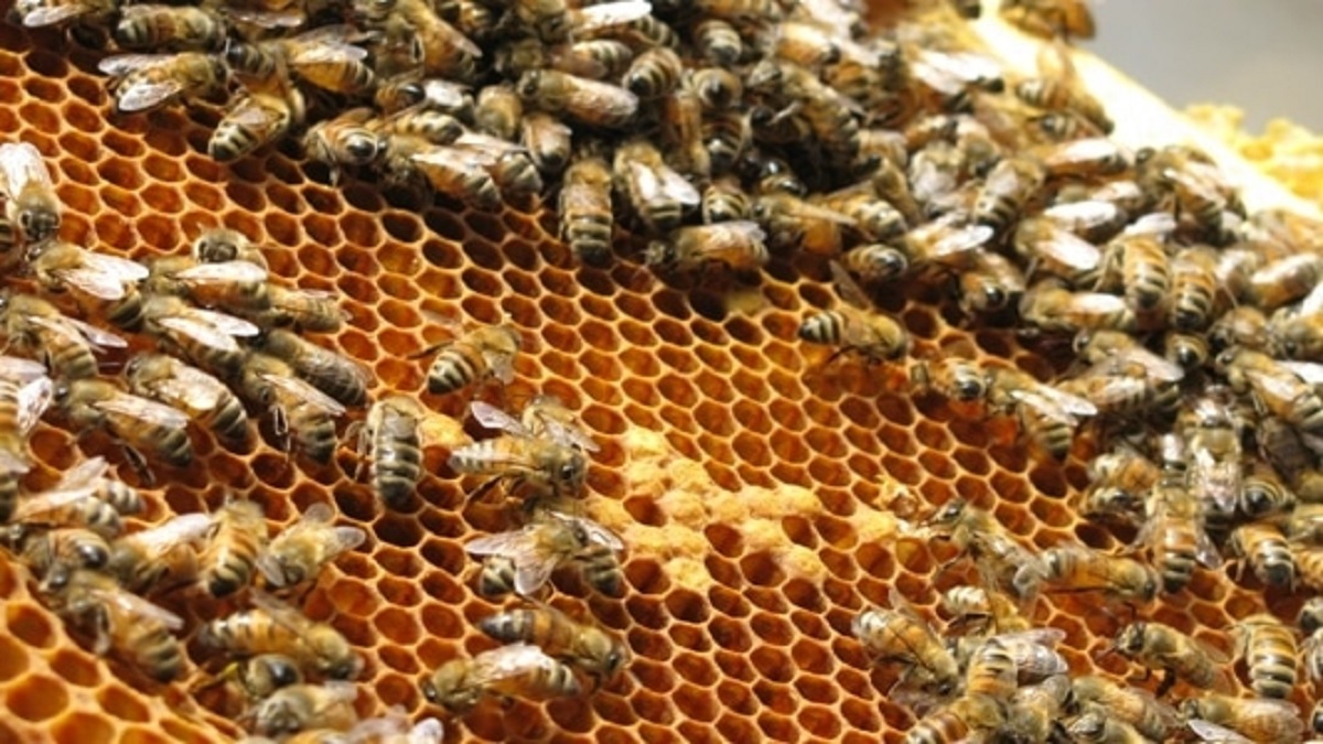 honeybee rearing bussiness give financial support to farmer