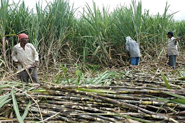 Sugarcan