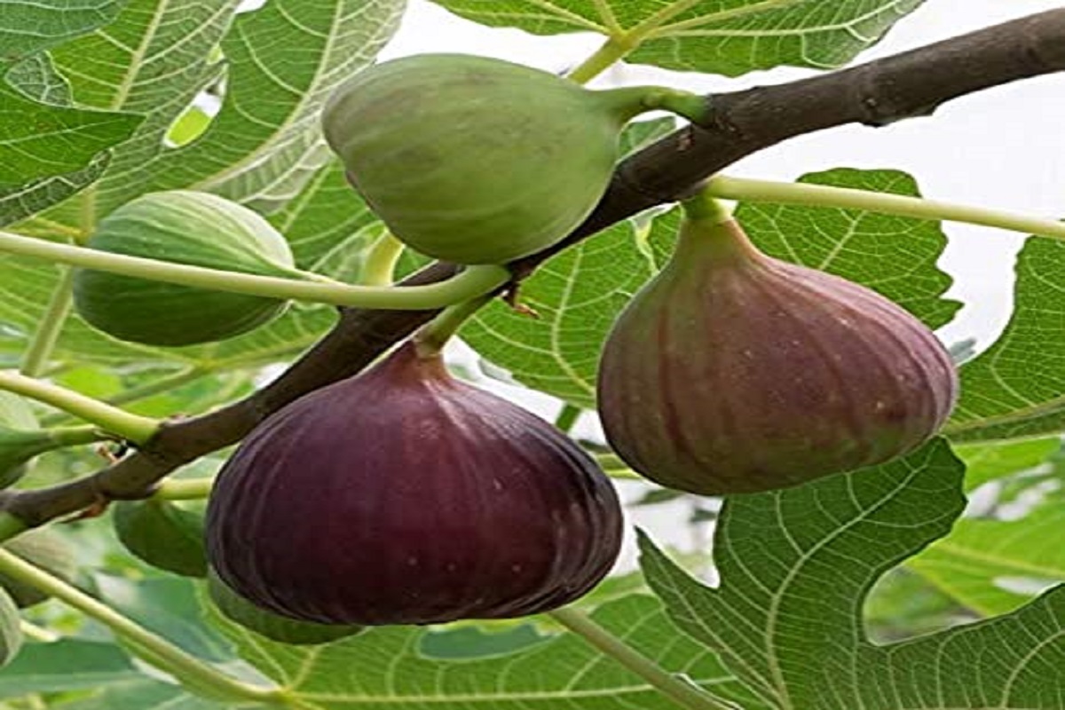 fig eating price in international market