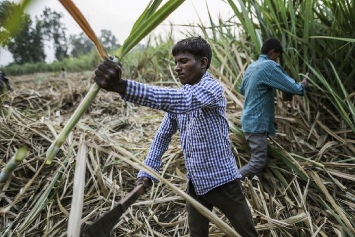 change in next sugarcane crushing season