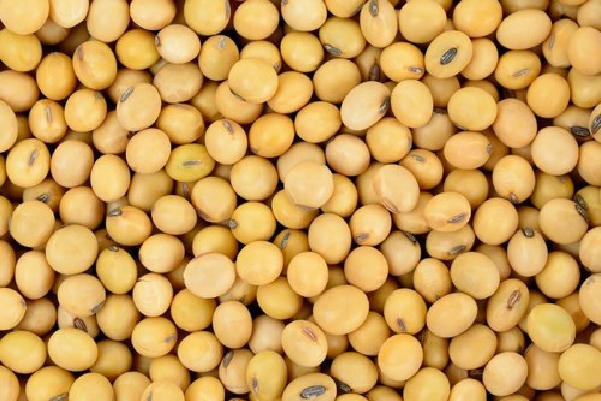 this seeds new variety of soyabean crop that research by agree institute