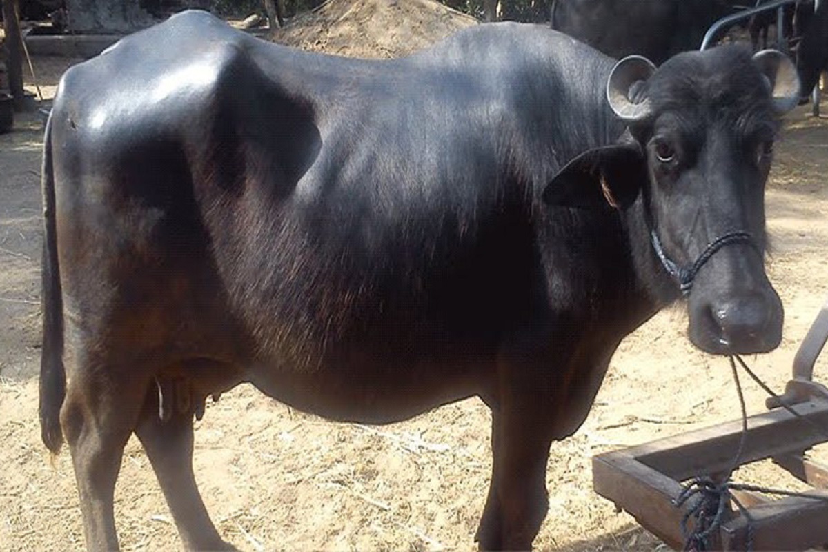 government give 50% subsidy to farmers on purchase of buffaloes