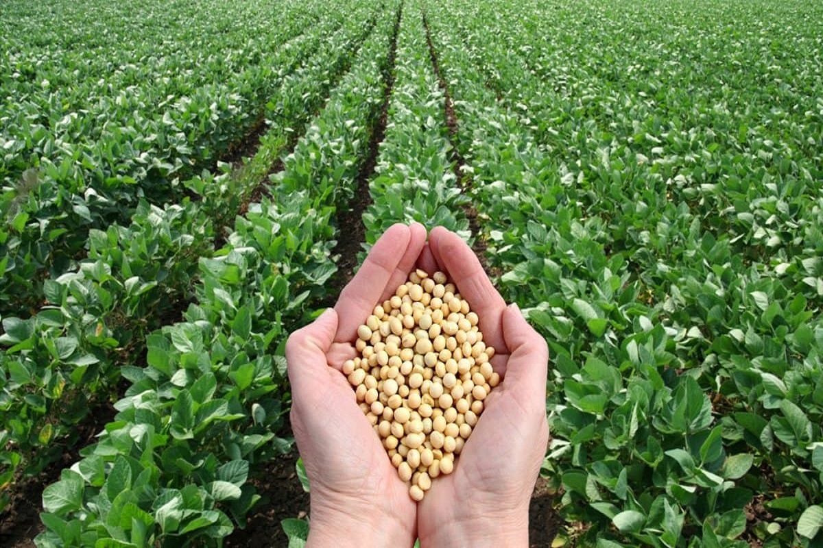 increase 1 thousand behind soybean bag