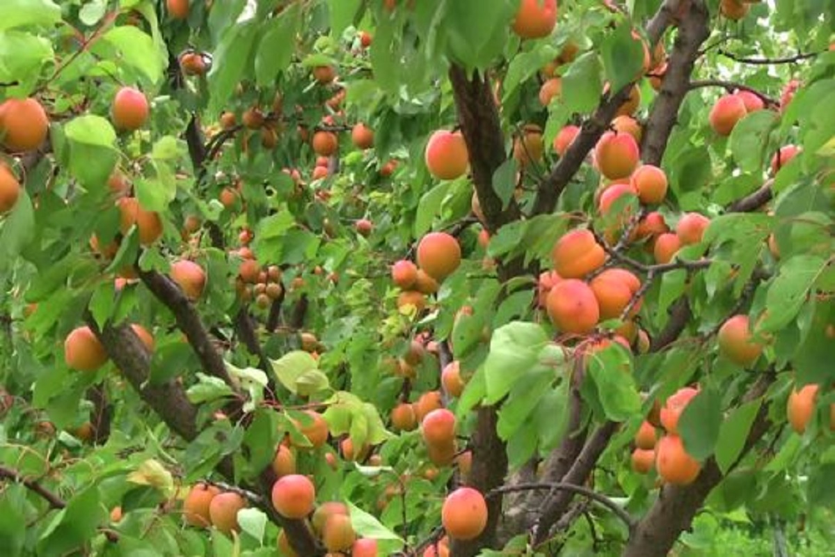 red apricot is benificial in cancer prevention cultivate in himachal pradesh