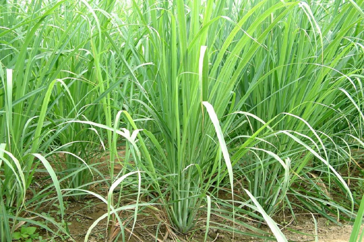 can bright future for farmer in lemongrass crop cultivation