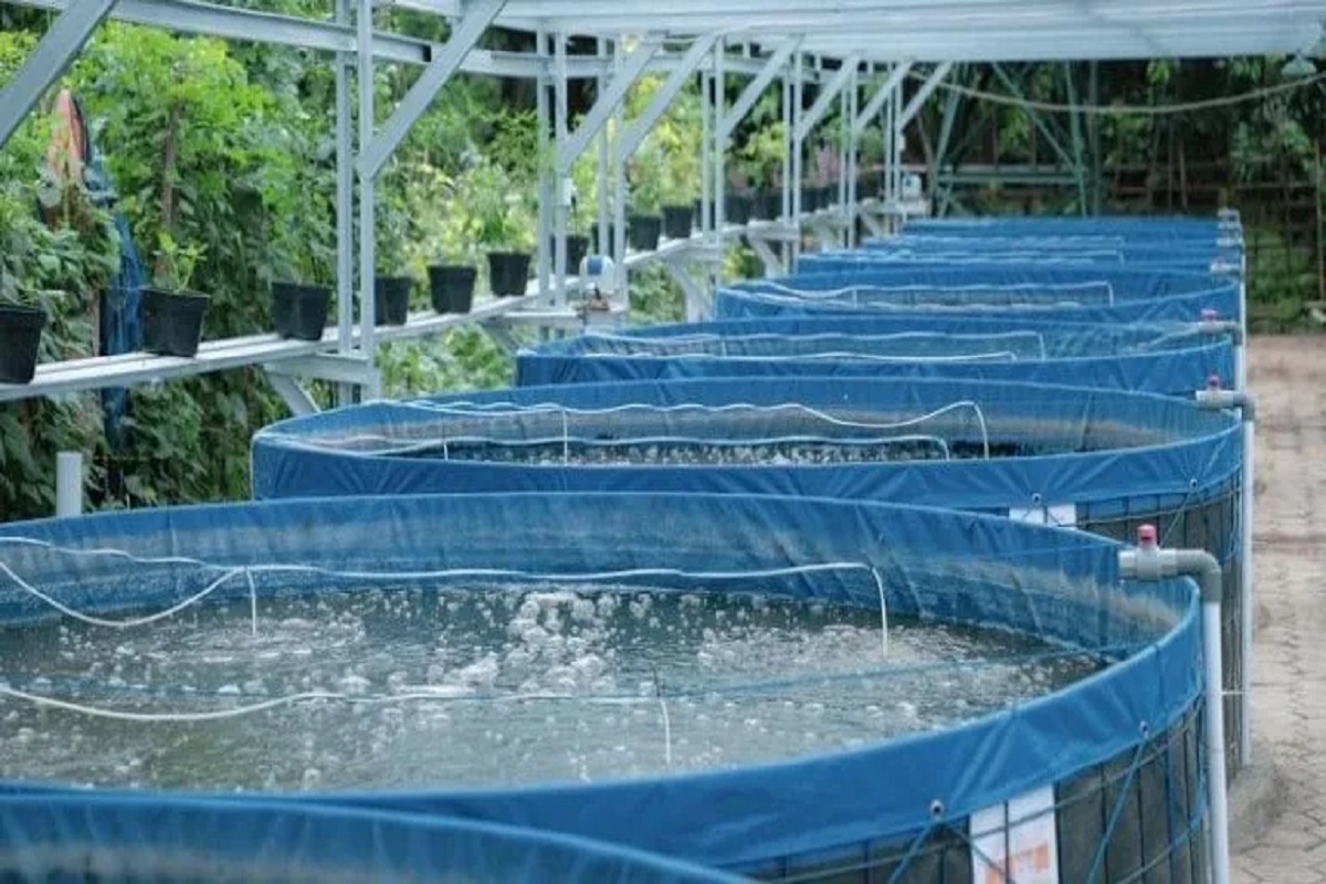 now can possible to fish farming with bioflock fishry technology