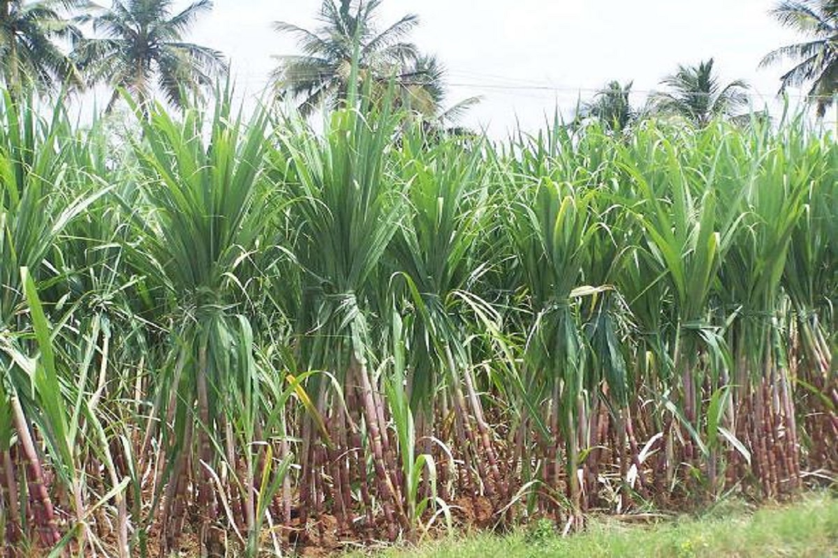 Sugar Commissioner allow closure  factory sugarcane left