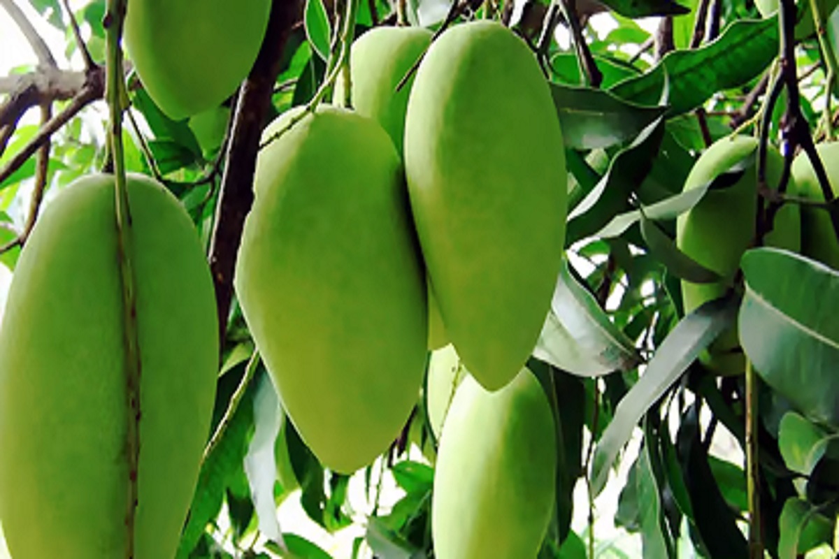 big demand to shahabadi mango in foreign country like as america,uk etc.
