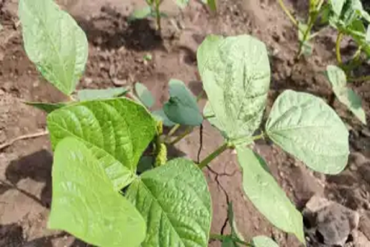 sutrakrumi nimtod is thief in soil that decrease crop production 30 percent