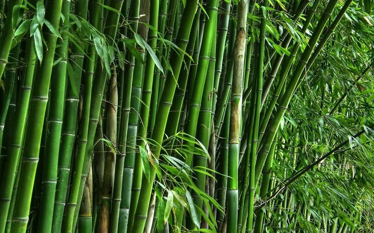 bamboo farming farmar earns rs 6 crore