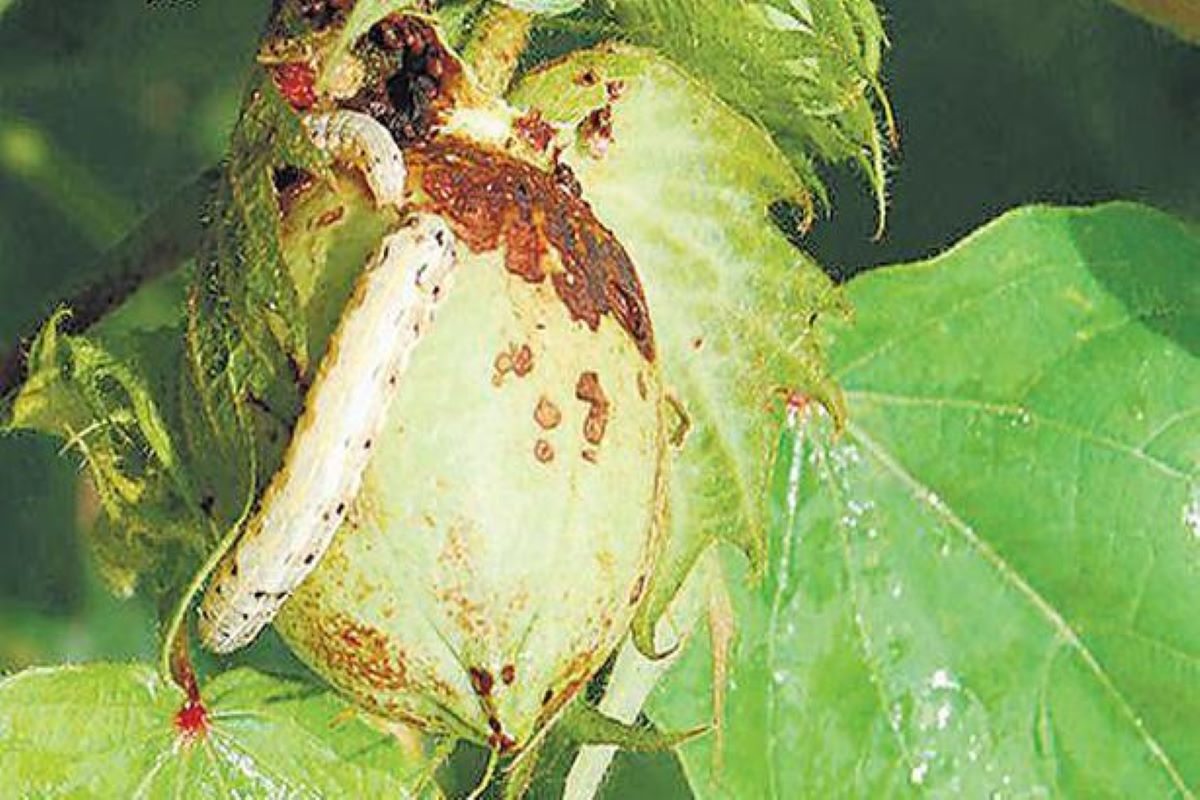 pink bollworm